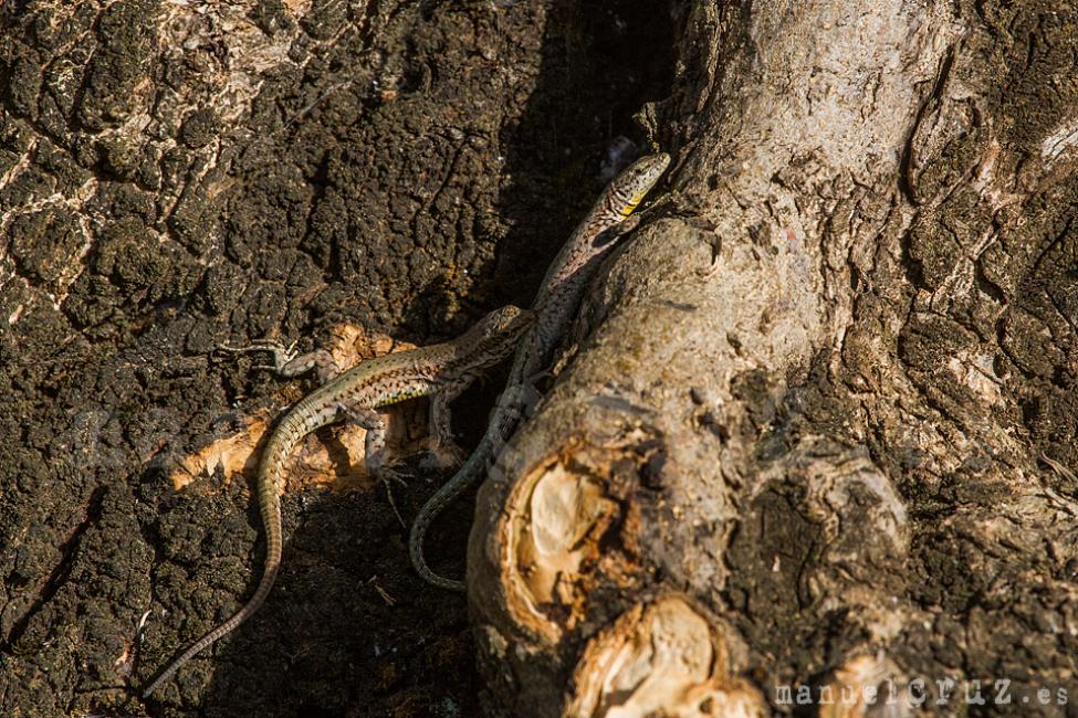 Lagartija andaluza (Podarcis vaucheri)
